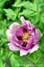 Rockii Peony: YU HE DIAN YUN